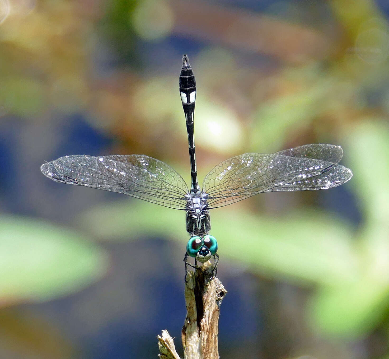 Image of Micrathyria catenata Calvert 1909