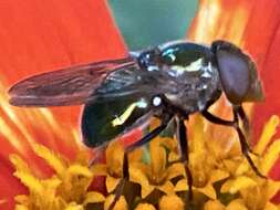 Image of Violet Bromeliad Fly