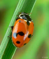 Image of Lady beetle