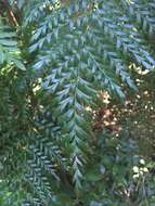 Image of Lomatia ferruginea R. Br.