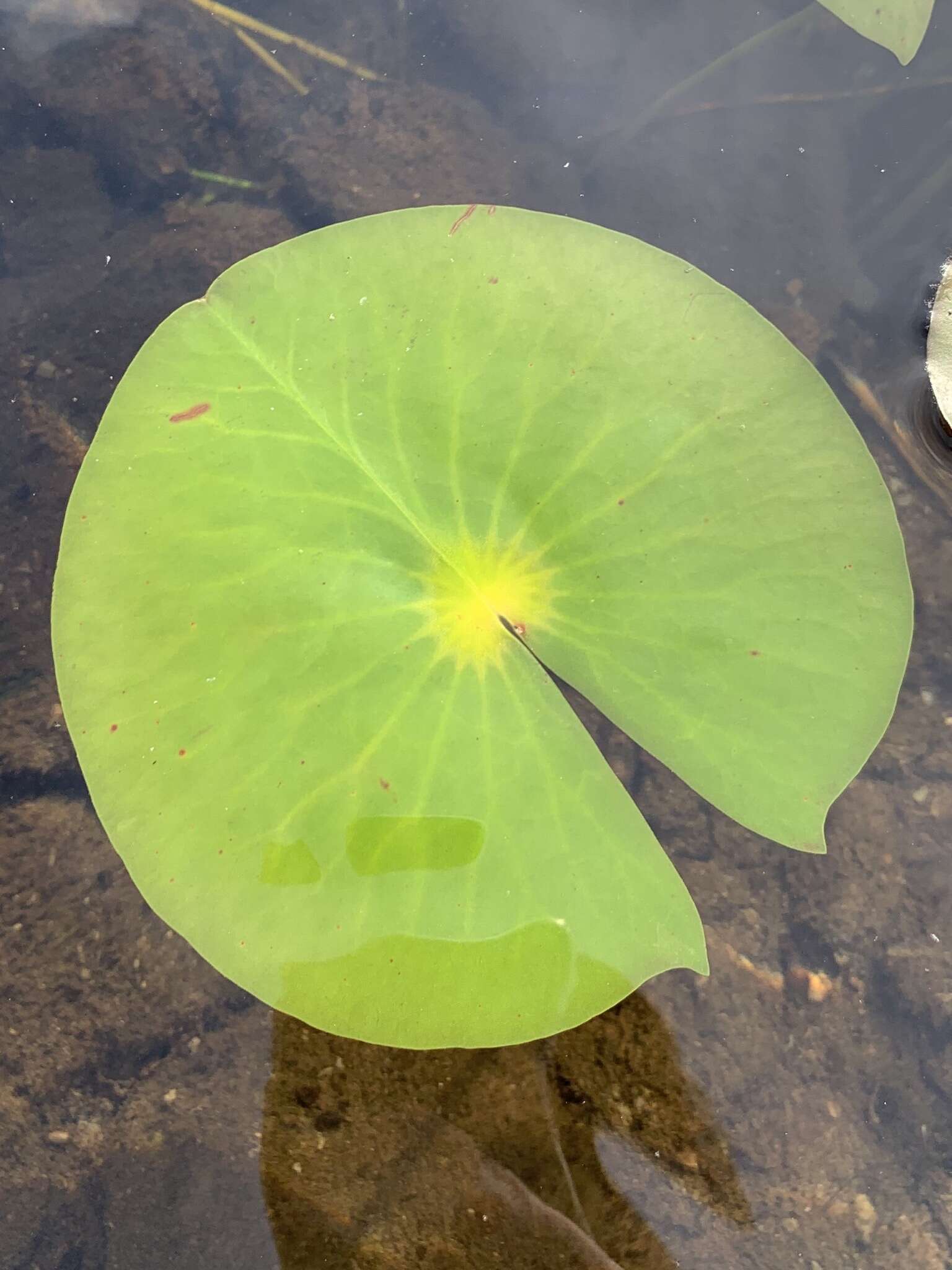 Image de Nymphaea odorata subsp. odorata