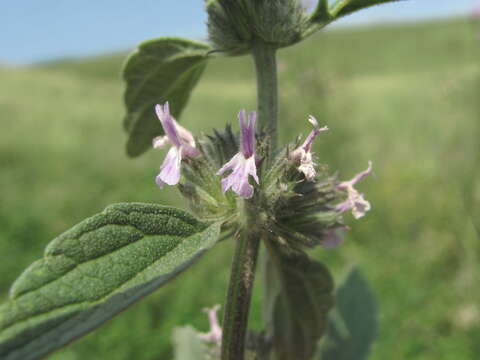 Image of Marrubium leonuroides Desr.