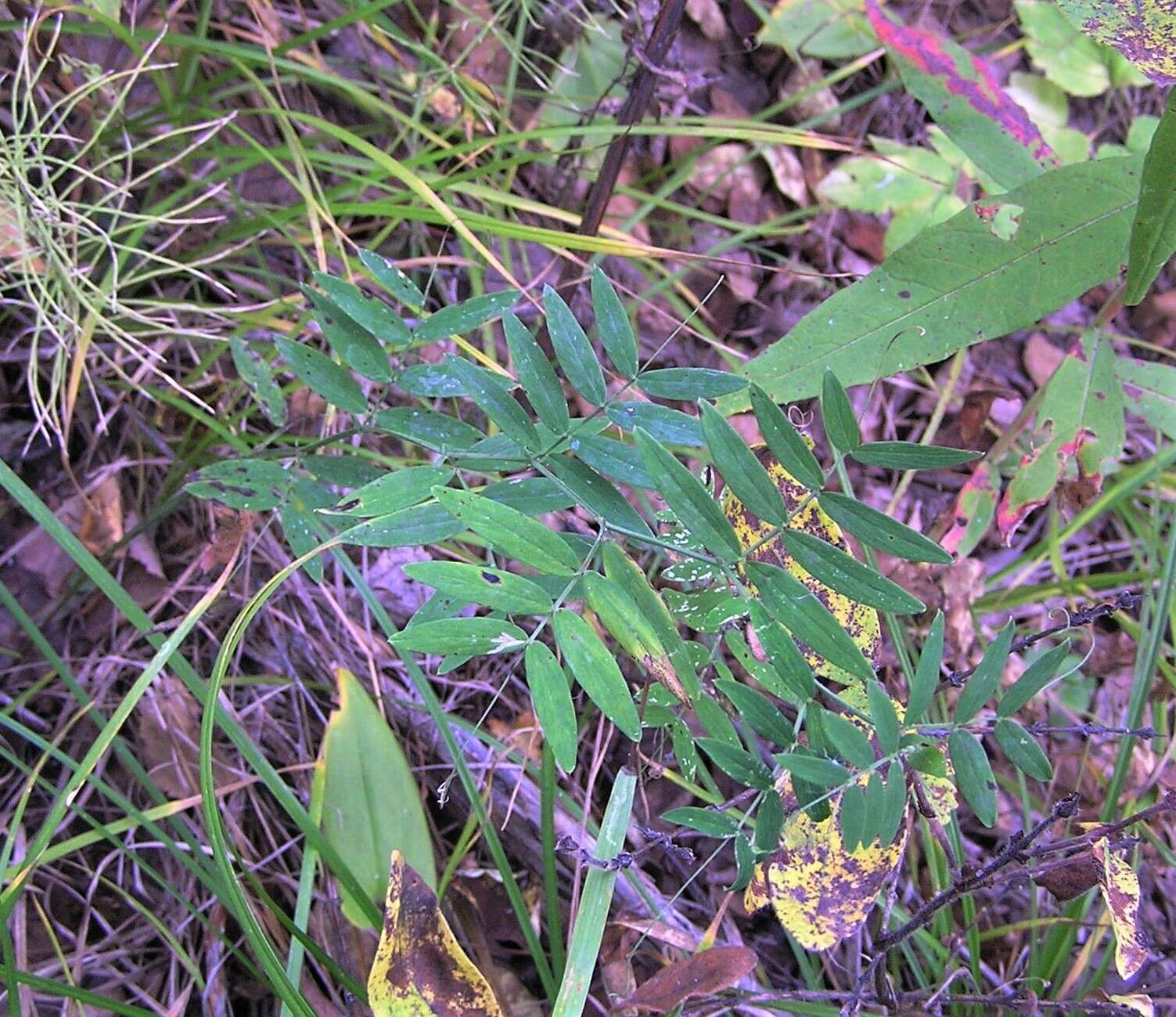 Слика од Lathyrus palustris subsp. pilosus (Cham.) Hulten