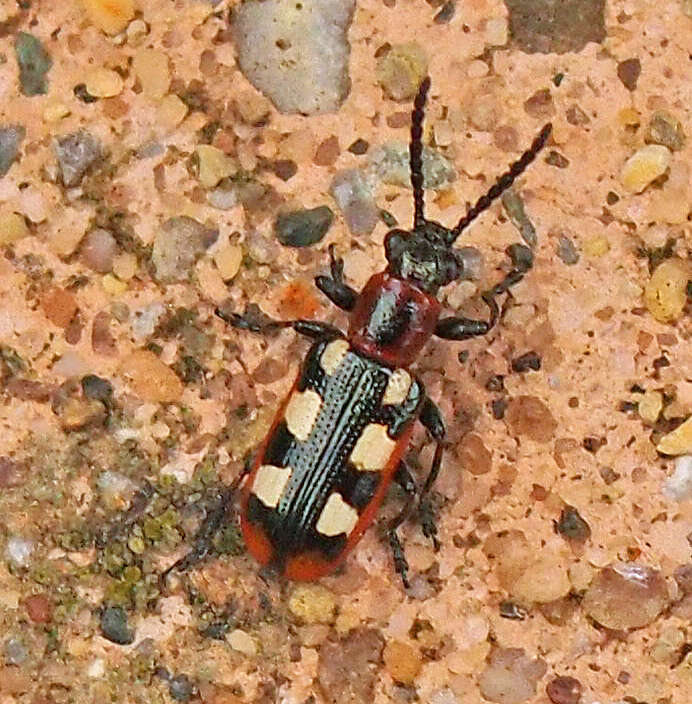 Image of Common asparagus beetle