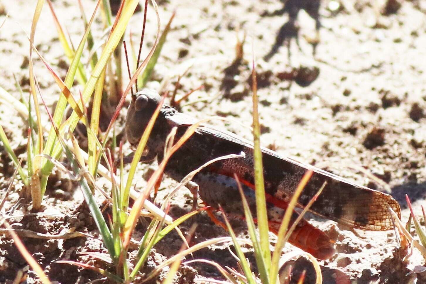 Trimerotropis melanoptera McNeill 1901 resmi