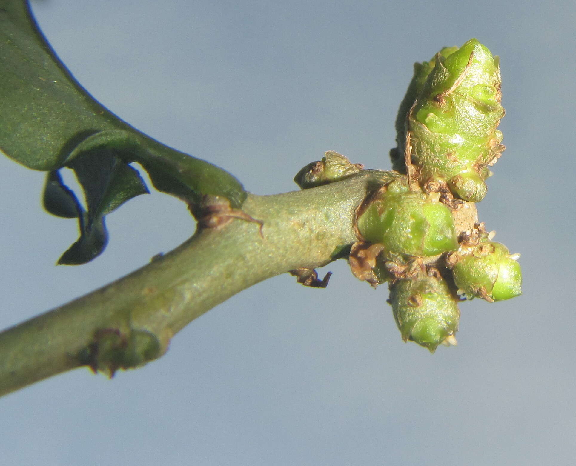 Image of heartleaf madeiravine