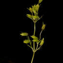 Image of Halenia palmeri A. Gray