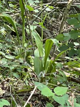 Sivun Veratrum woodii J. W. Robbins ex Alph. Wood kuva