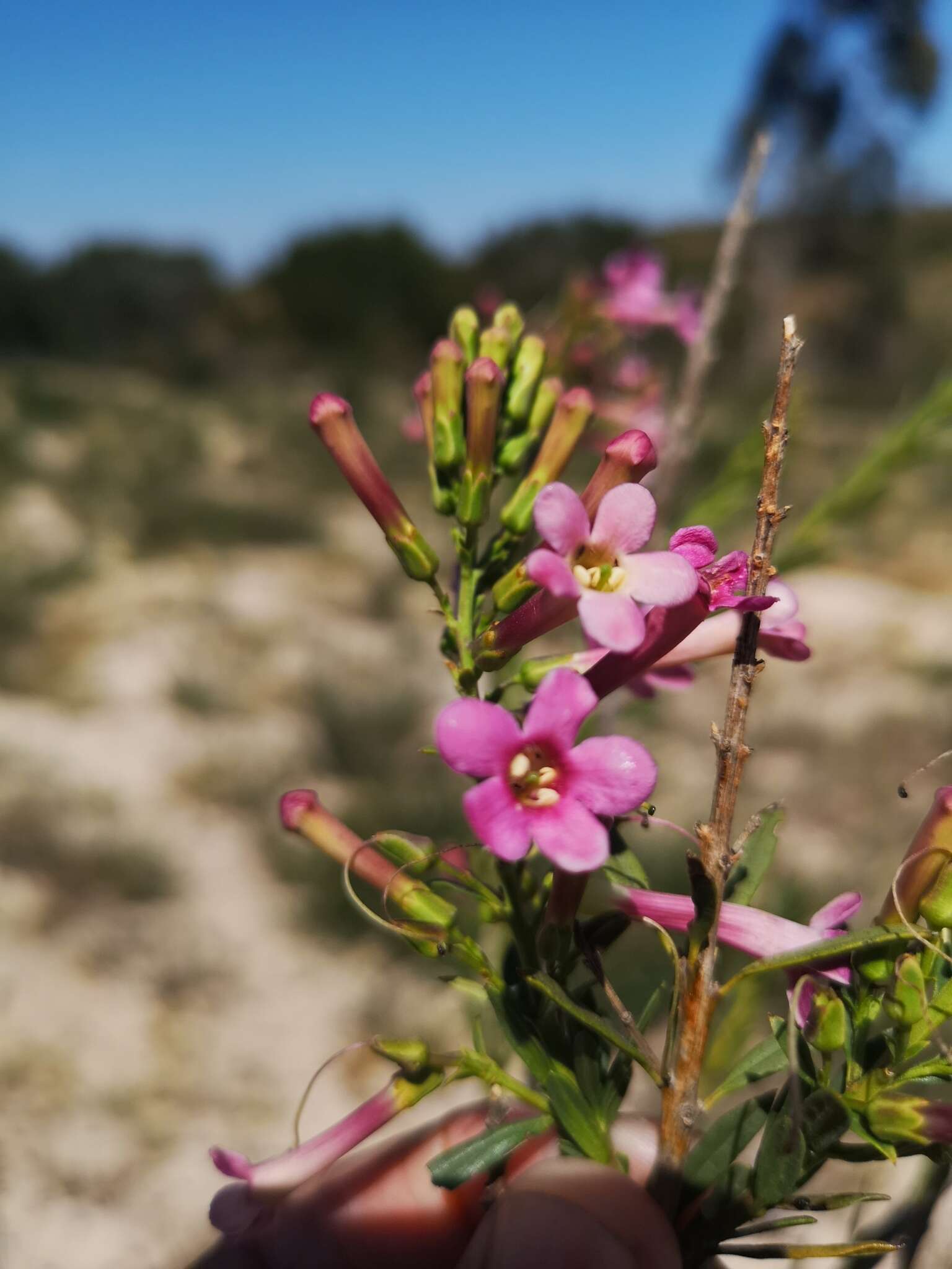 Image of Freylinia visseri E. J. van Jaarsveld