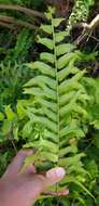 Image of Fish-Tail Sword Fern