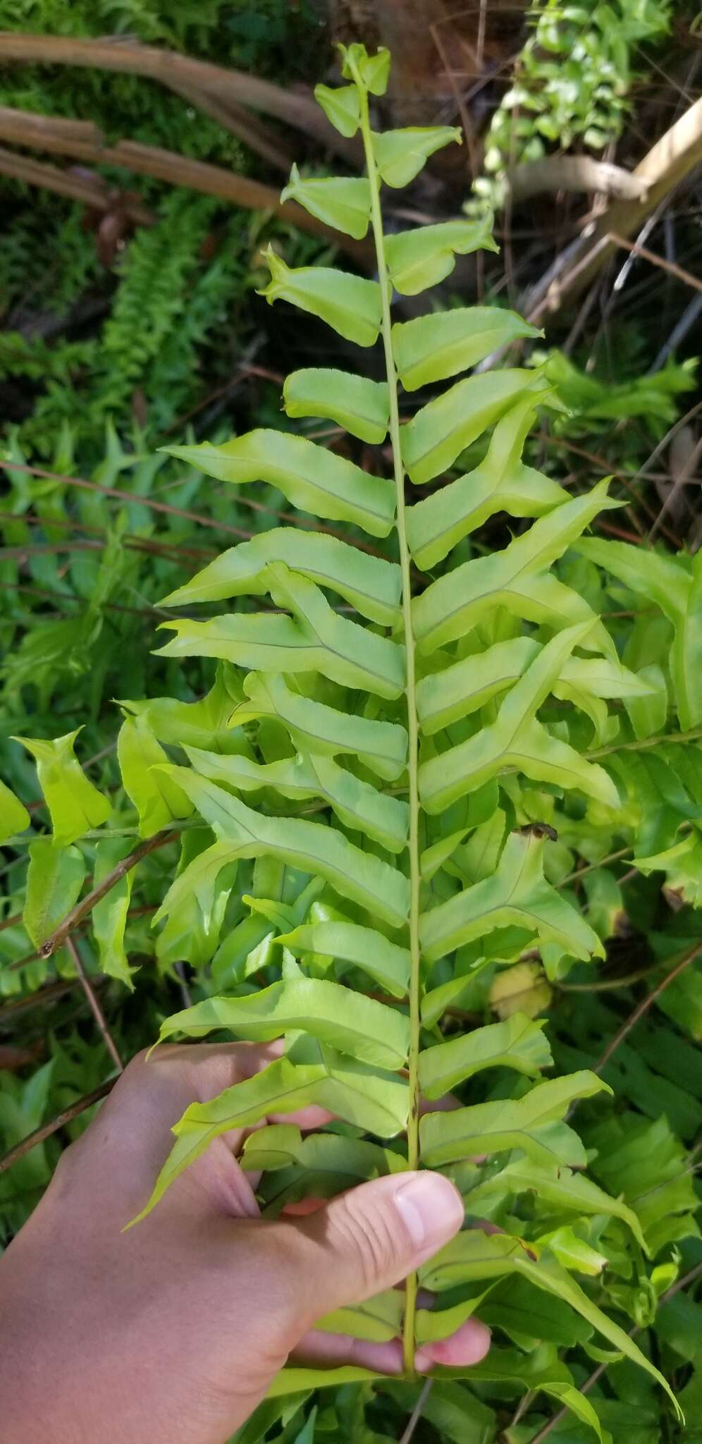 Nephrolepis falcata (Cav.) C. Chr.的圖片