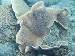 Image of Pagoda coral