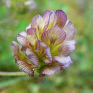 Imagem de Trifolium grandiflorum Schreb.