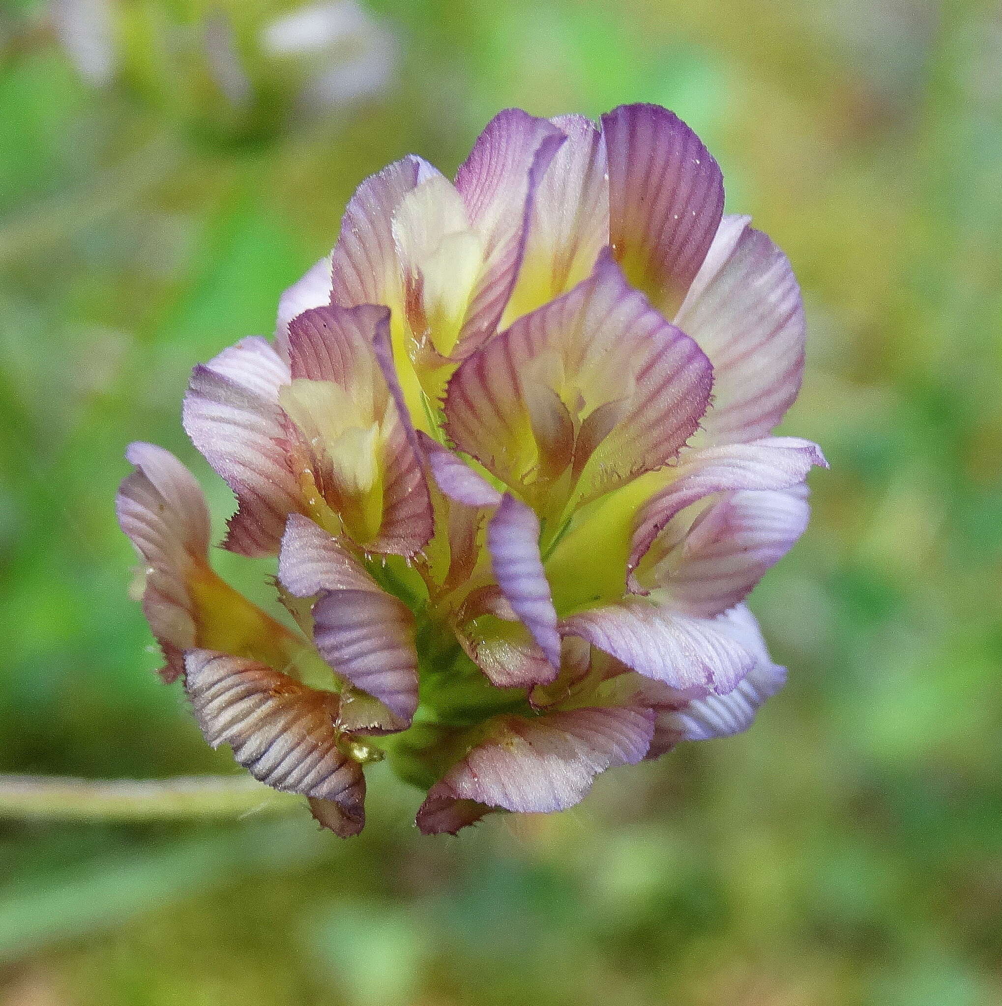 Imagem de Trifolium grandiflorum Schreb.