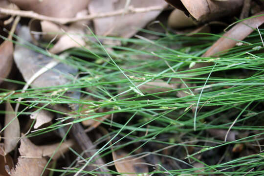 Image of Cyperus mirus C. B. Clarke