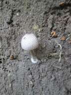 Image of Macrolepiota velosa Vellinga & Zhu L. Yang 2003