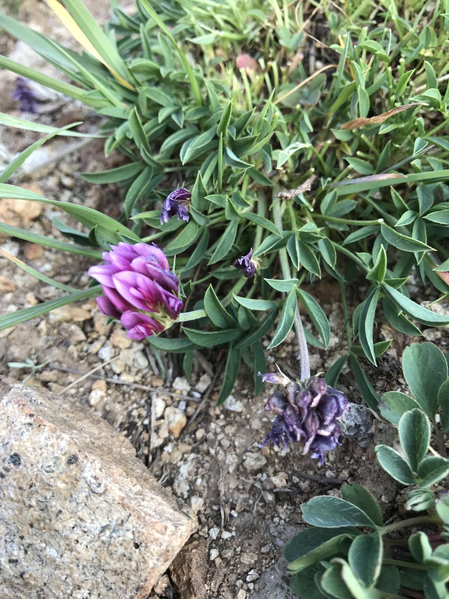 Image of dwarf clover