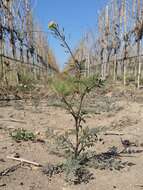 Image of Descurainia erodiifolia (Phil.) Prantl ex Reiche