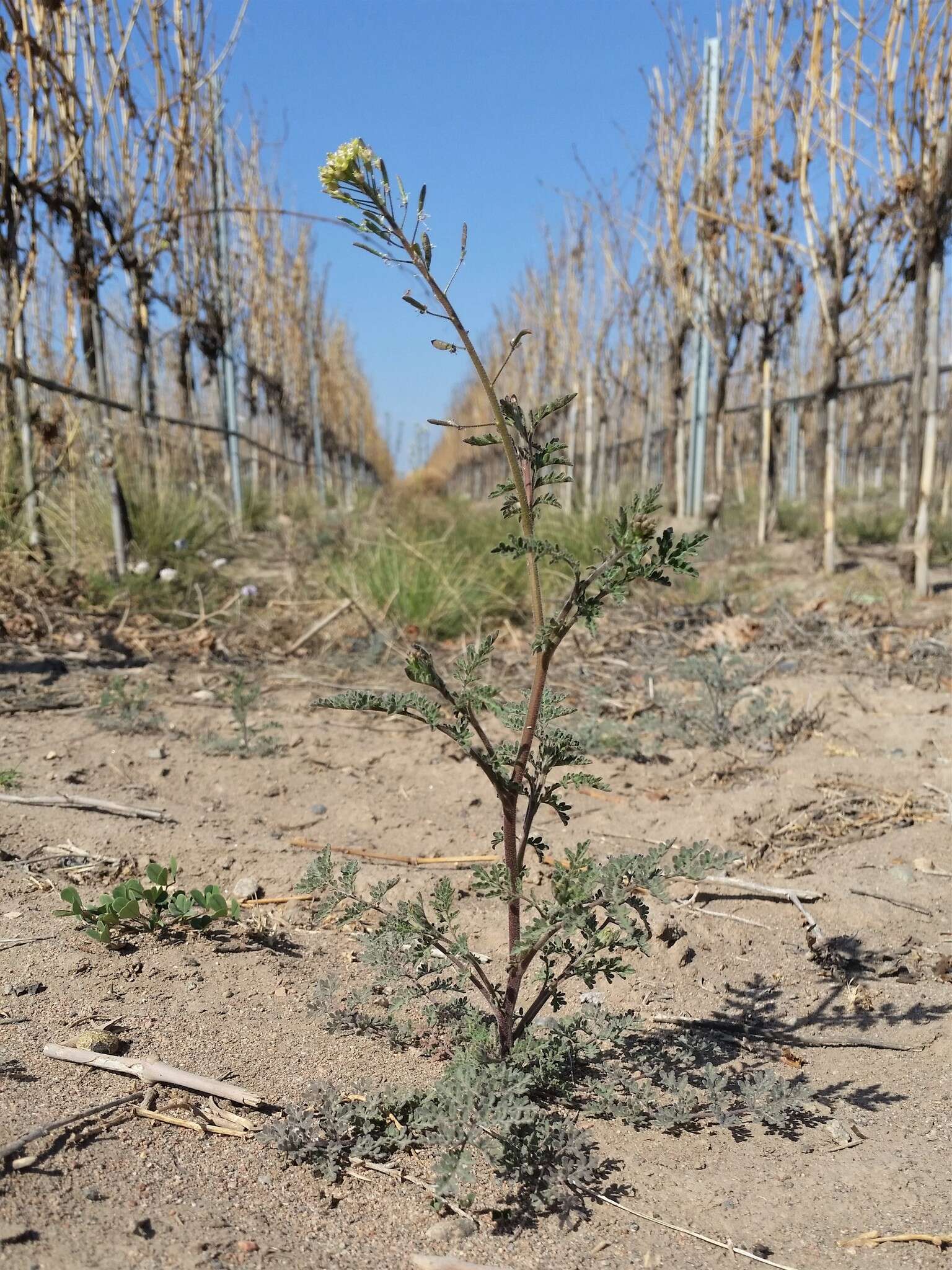 Image of Descurainia erodiifolia (Phil.) Prantl ex Reiche