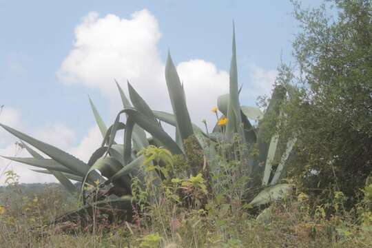 Image of Agave mapisaga Trel.