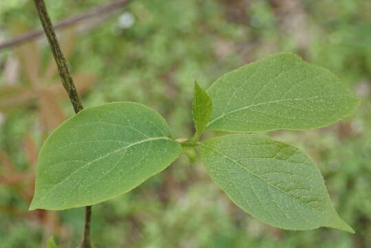 Image de Halesia tetraptera J. Ellis