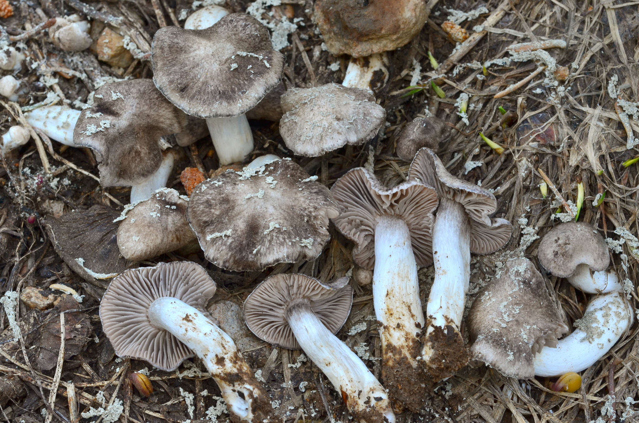 Image of Tricholoma moseri Singer 1989