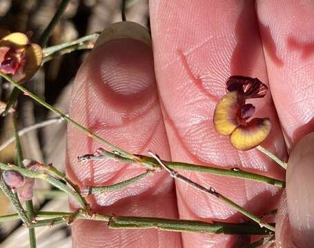 Daviesia gracilis Crisp resmi