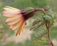 Image de Osteospermum pinnatum (Thunb.) Norlindh