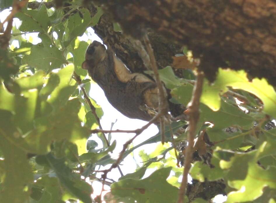 Image of American Flying Squirrels