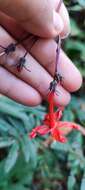 Image of Ipomoea spectata J. A. Mc Donald