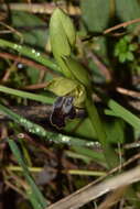 Image of Dark bee orchid