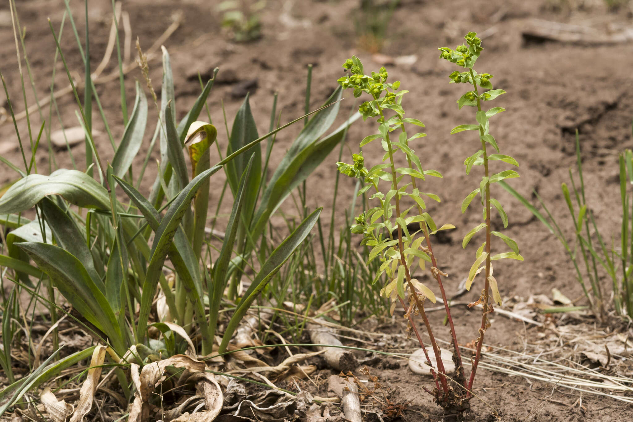 Image of Euphorbia alta Norton