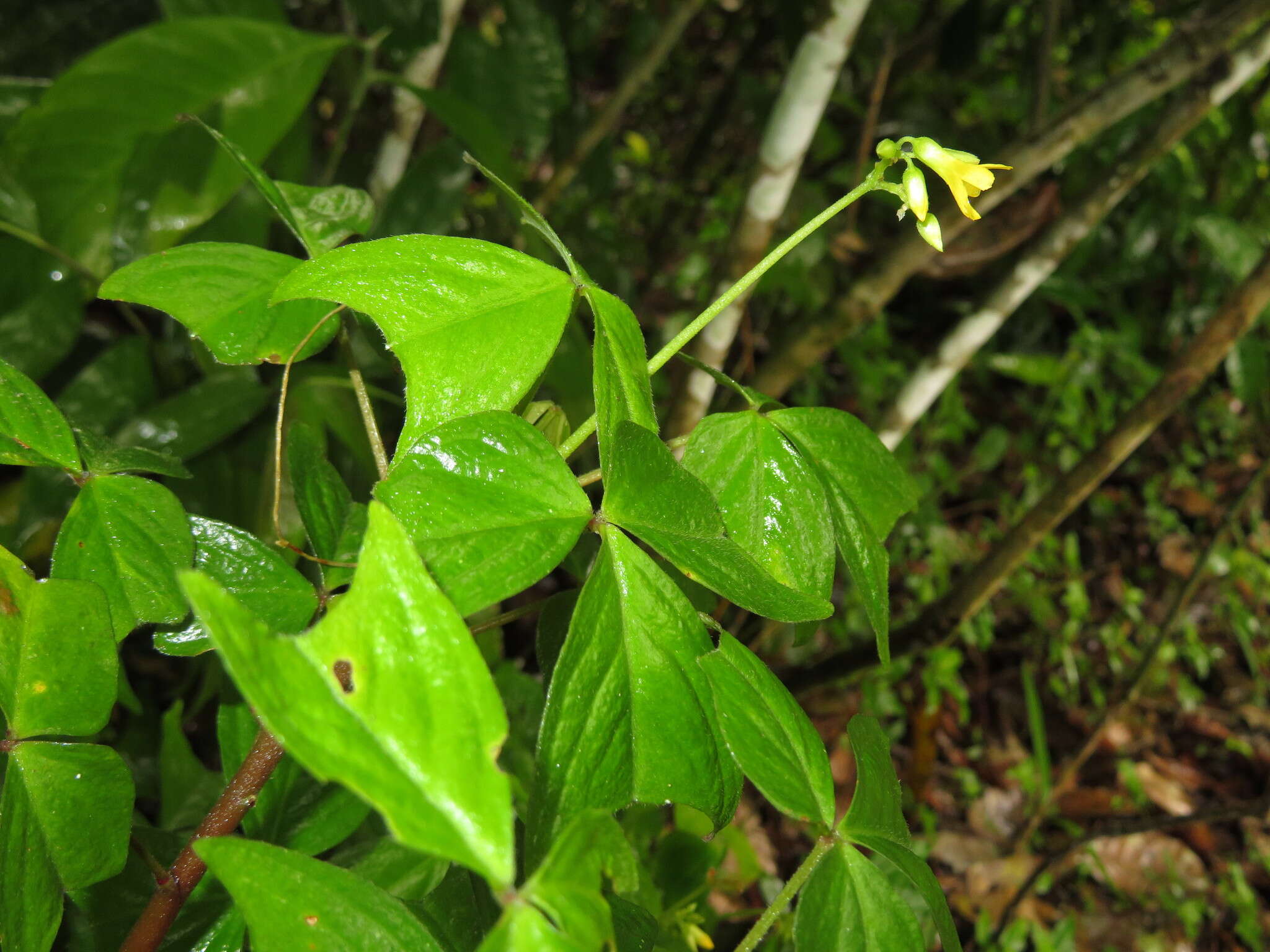 Sivun Oxalis semitruncata A. Lourteig kuva