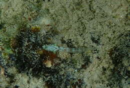 Image of Terry&#39;s dwarfgoby