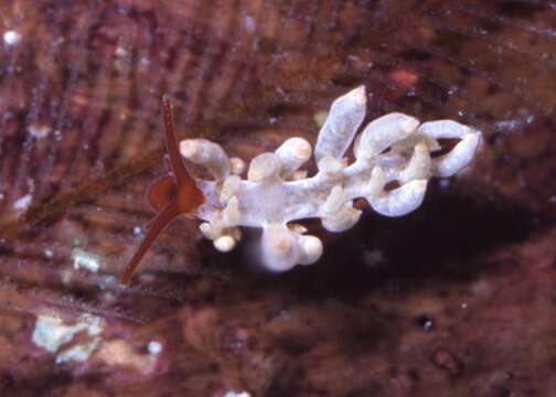 Image de Eubranchus cucullus Behrens 1985