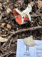 Image of Russula pseudopeckii Fatto 1998