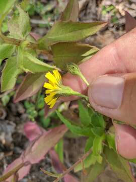 صورة Hieracium sabaudum subsp. sabaudum