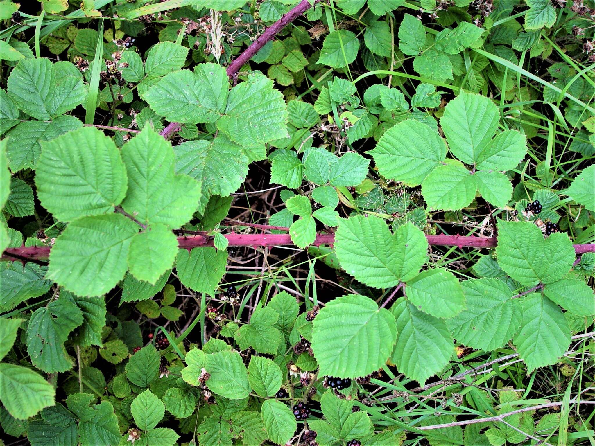 Plancia ëd Rubus warrenii Sudre