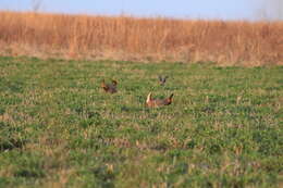 Image of Greater Prairie-chicken