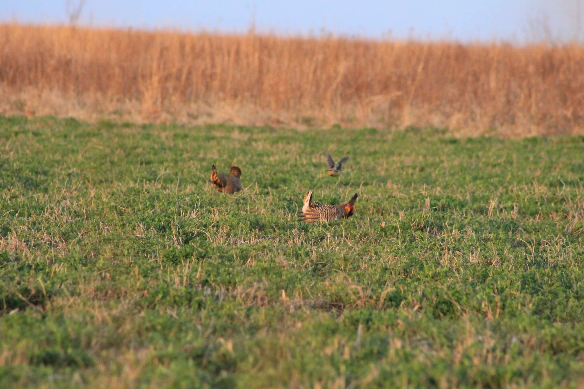 Image of Greater Prairie-chicken