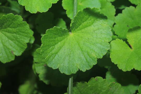 Image de Hydrocotyle bonplandii A. Rich.