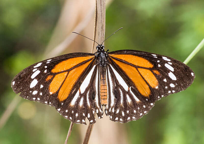 Sivun Danaus (Anosia) melanippus Cramer 1777 kuva