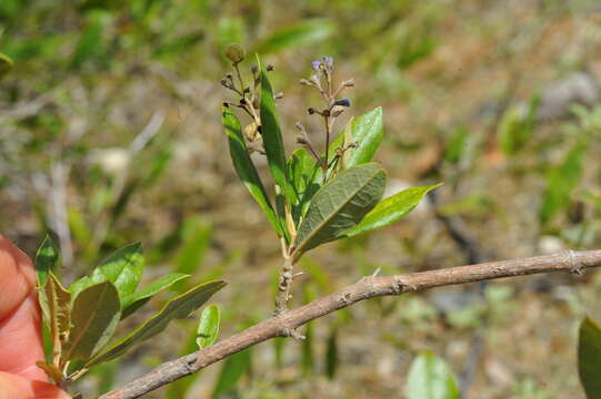 Image of Pseudocarpidium