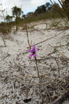 Image of Purple enamel orchid