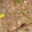 Image of Oxalis rosettifolia Roets, Dreyer & Oberl.