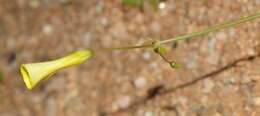 صورة Oxalis rosettifolia Roets, Dreyer & Oberl.