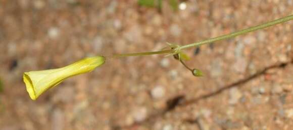 Image of Oxalis rosettifolia Roets, Dreyer & Oberl.