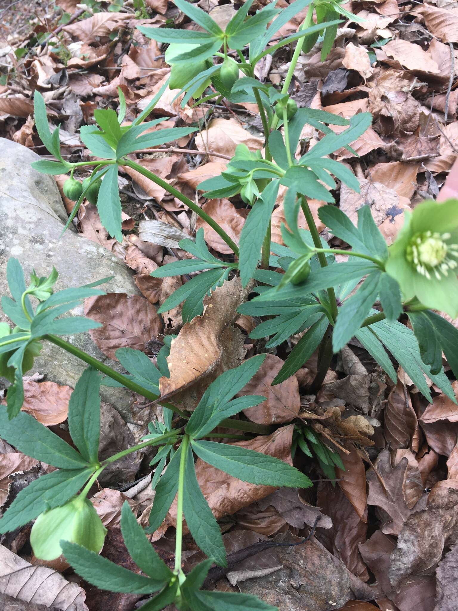 Image of Green Hellebore