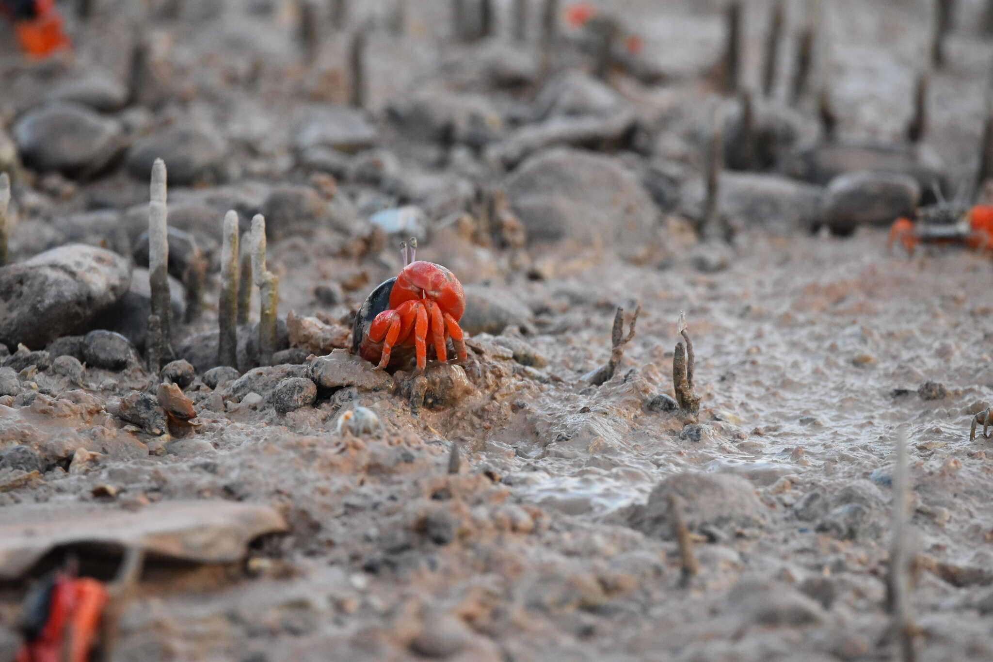 Image of Flame-backed Fiddler Crab