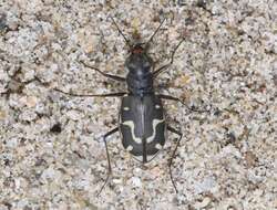 Image of Cicindela (Cicindela) hirticollis gravida Le Conte 1851